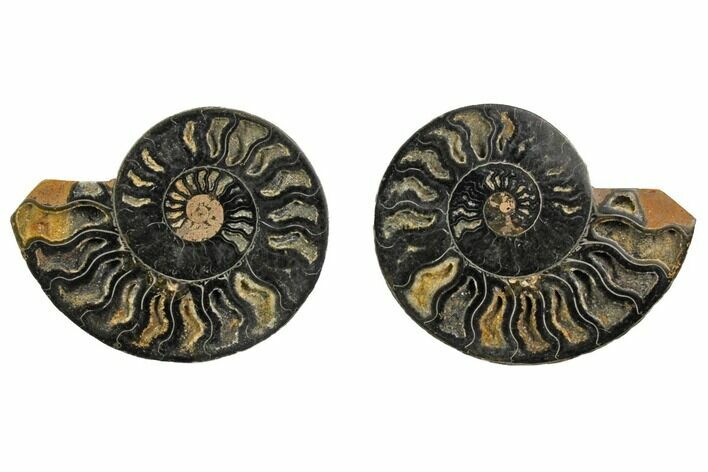Cut/Polished Ammonite Fossil - Unusual Black Color #132616